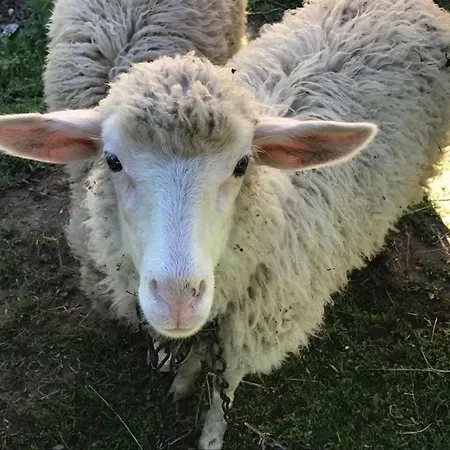 Malinowy * Mlynczyska