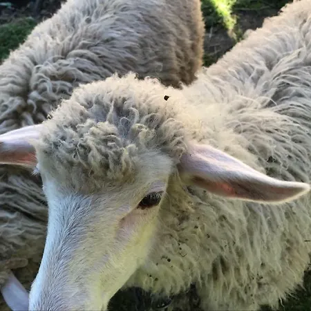 Malinowy 팜스테이 *