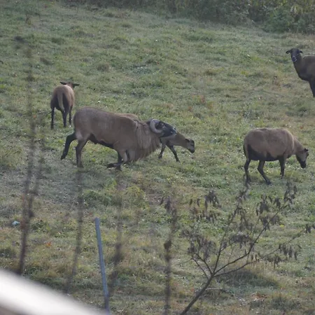 Malinowy * Mlynczyska