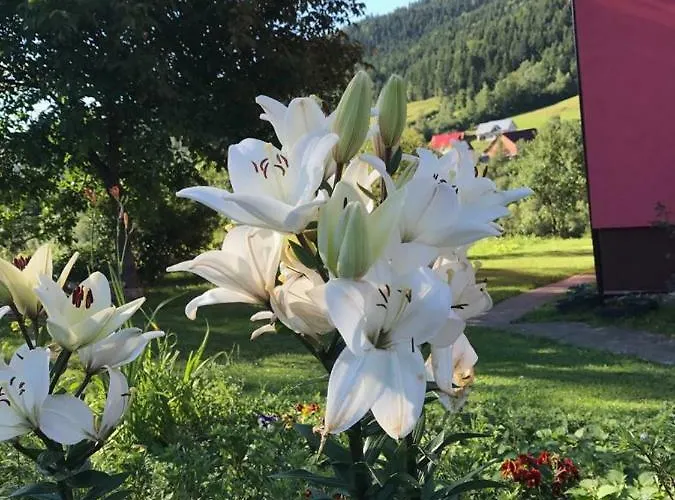 Malinowy * Młyńczyska