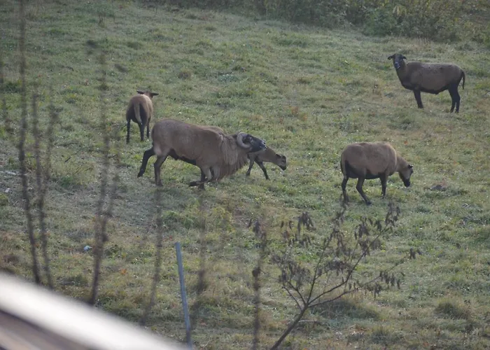 Malinowy * Młyńczyska